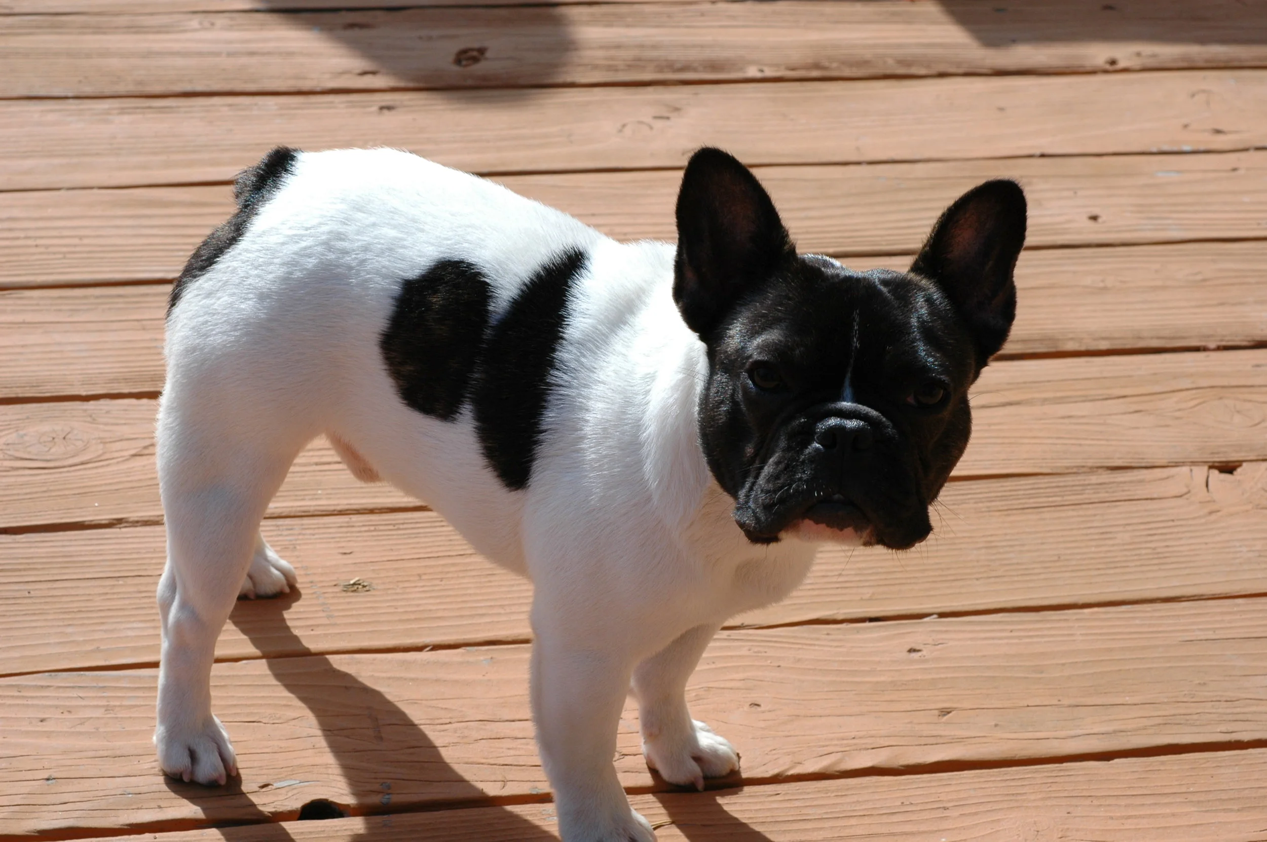 In Memoriam -Goodbye to Our Much Loved French Bulldog Cesar The Jewelry Workshop Mascot