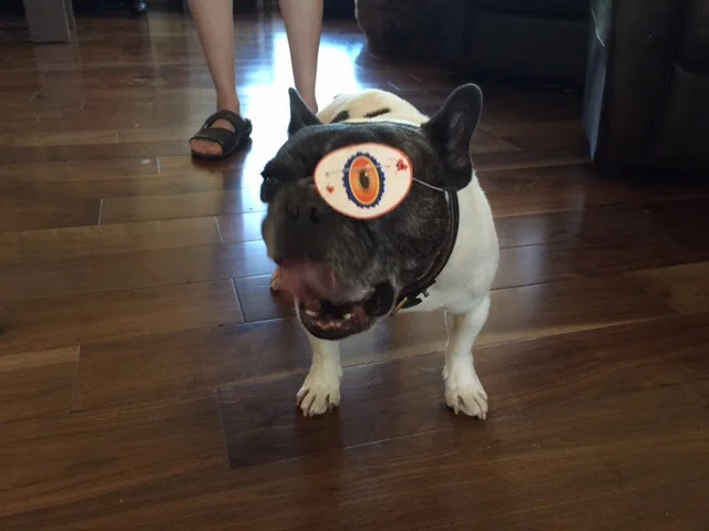 Halloween was not his fav but he dressed up for us anyway