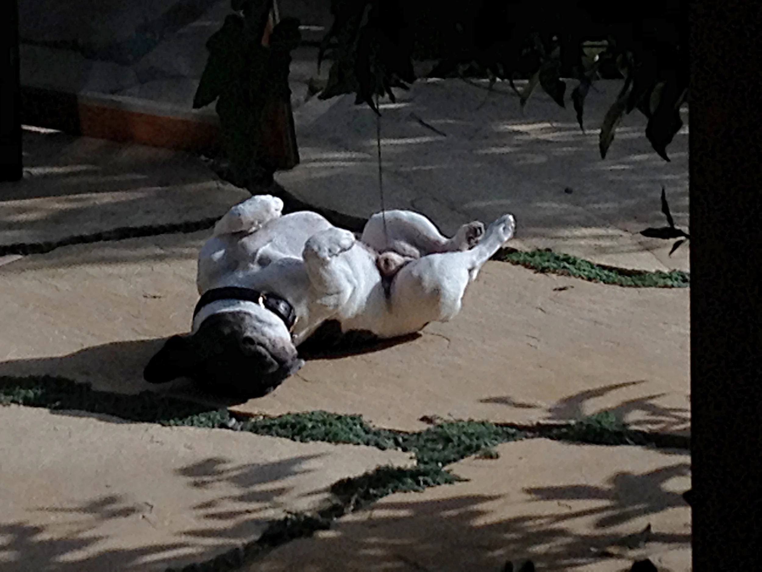 Cesar on his back .jpg