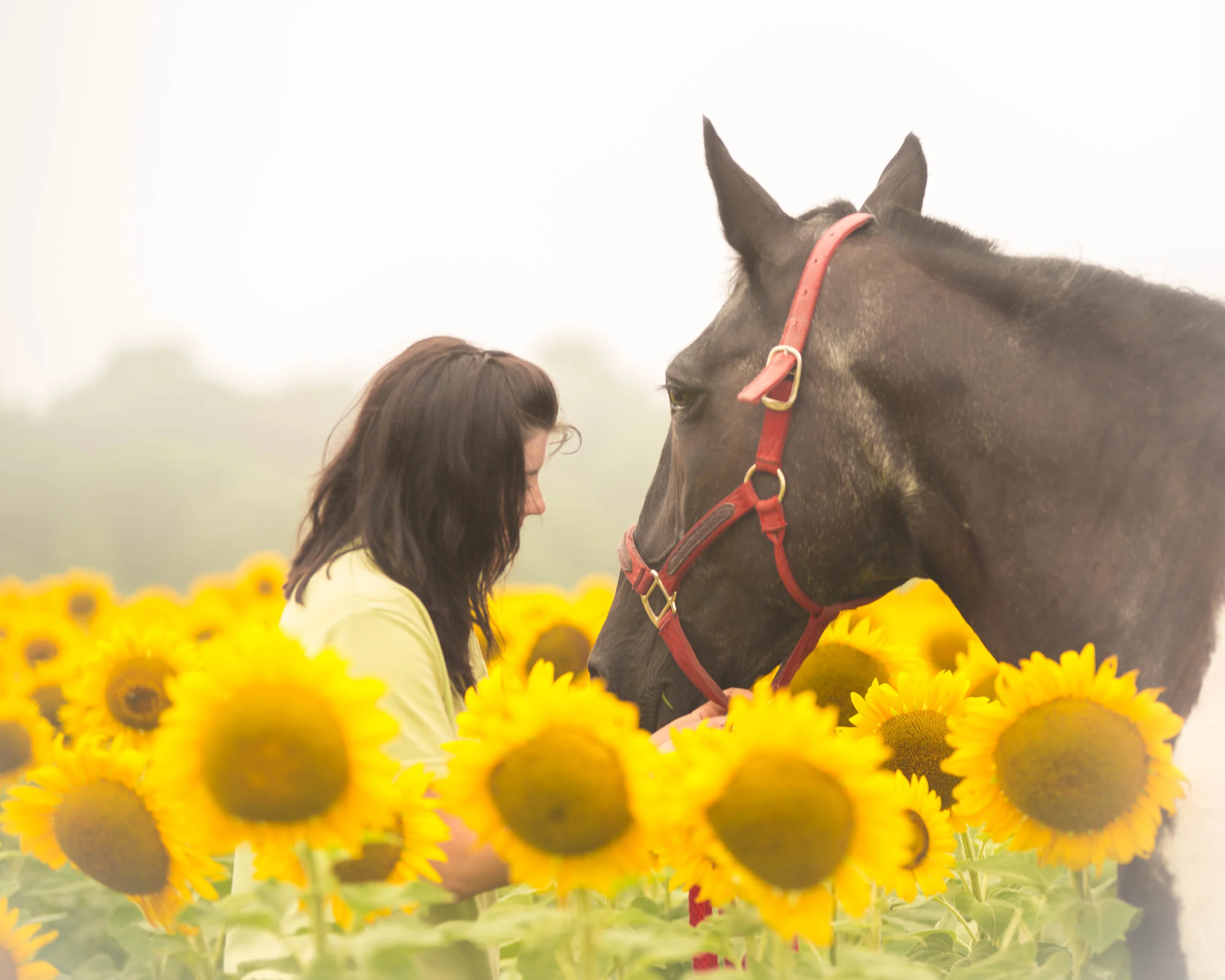 Vaughn Sunflower Shoot-1.jpg