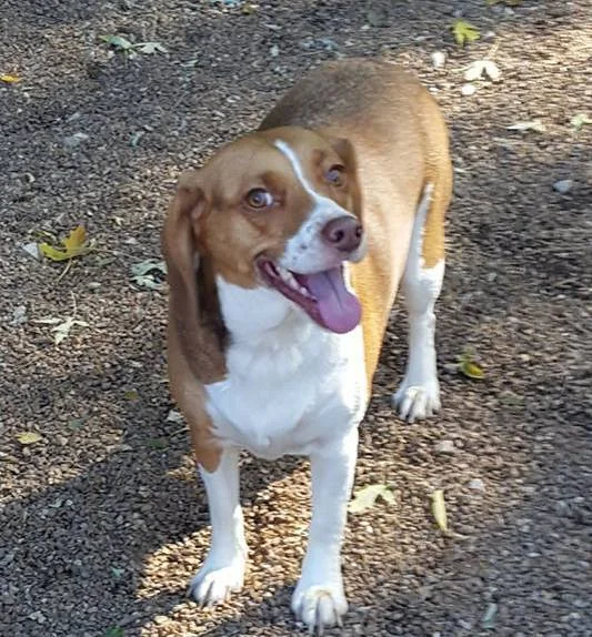 daisy1.jpg