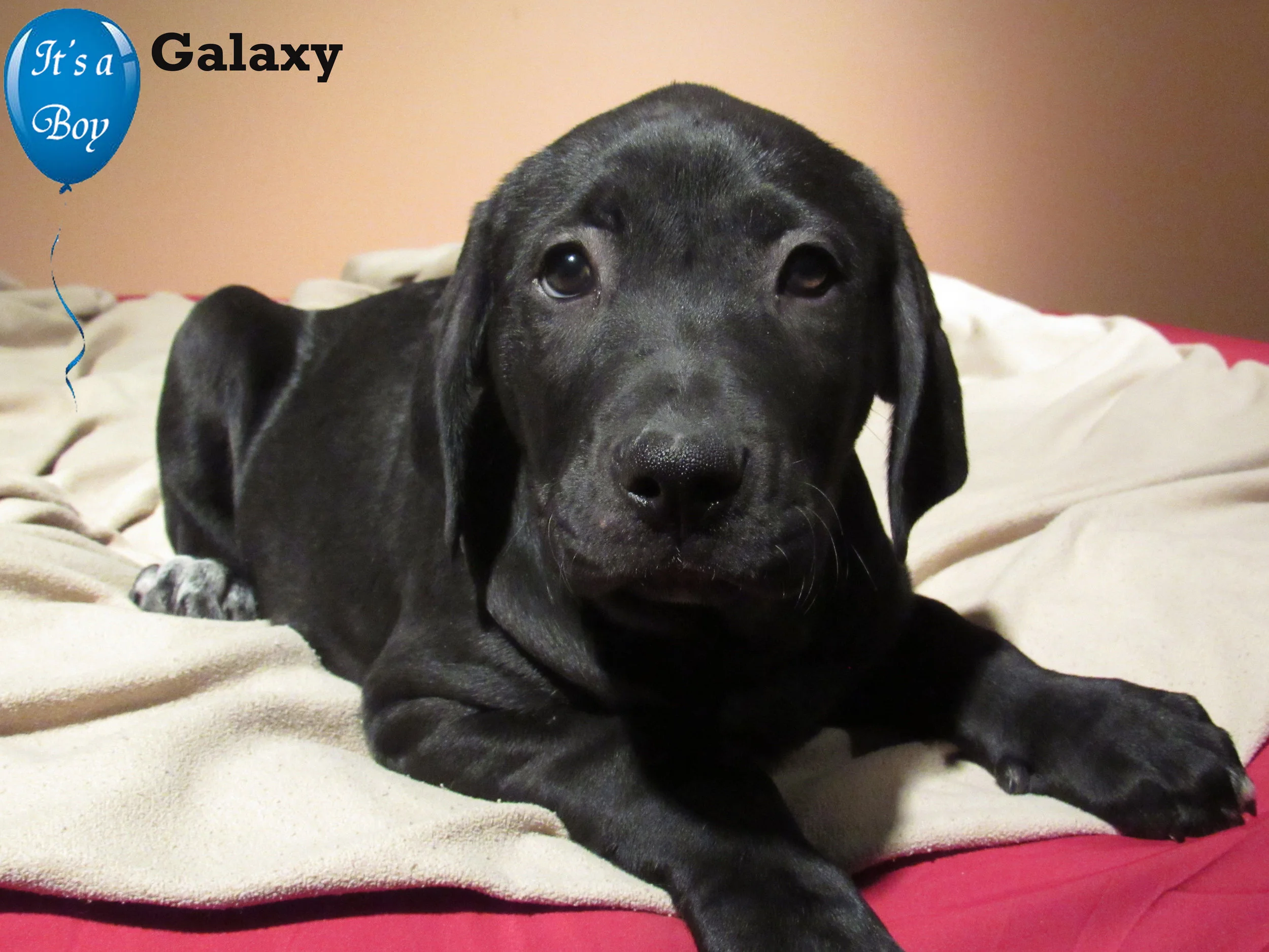 Galaxy.jpg