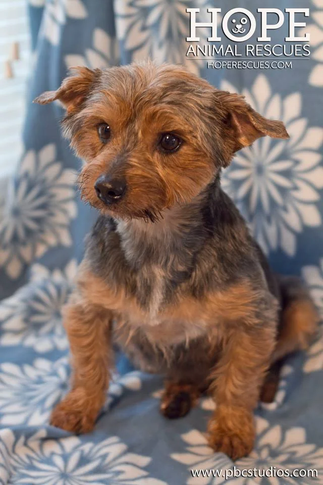 biscuit.jpg