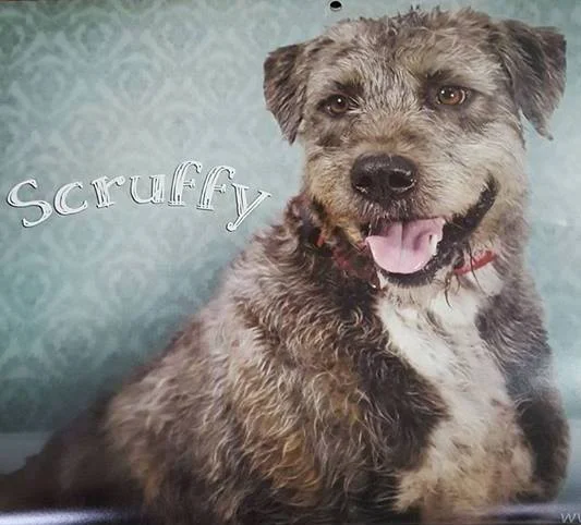 scruffy.jpg