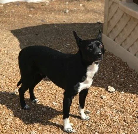 roscoe3.jpg