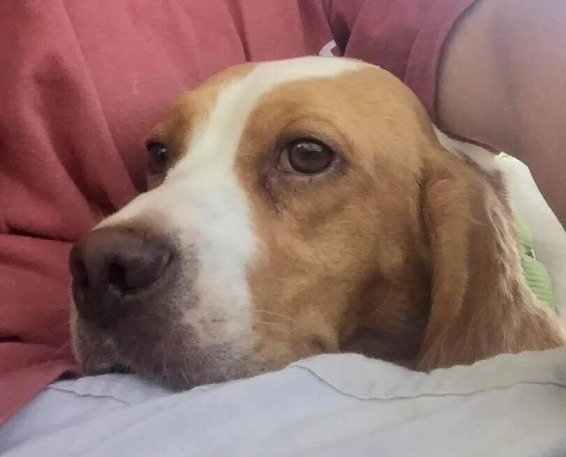ziggy.jpg