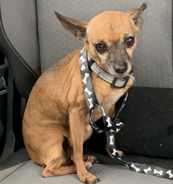toy dogs for adoption