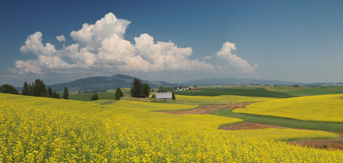 canola sky palouse (1).jpg