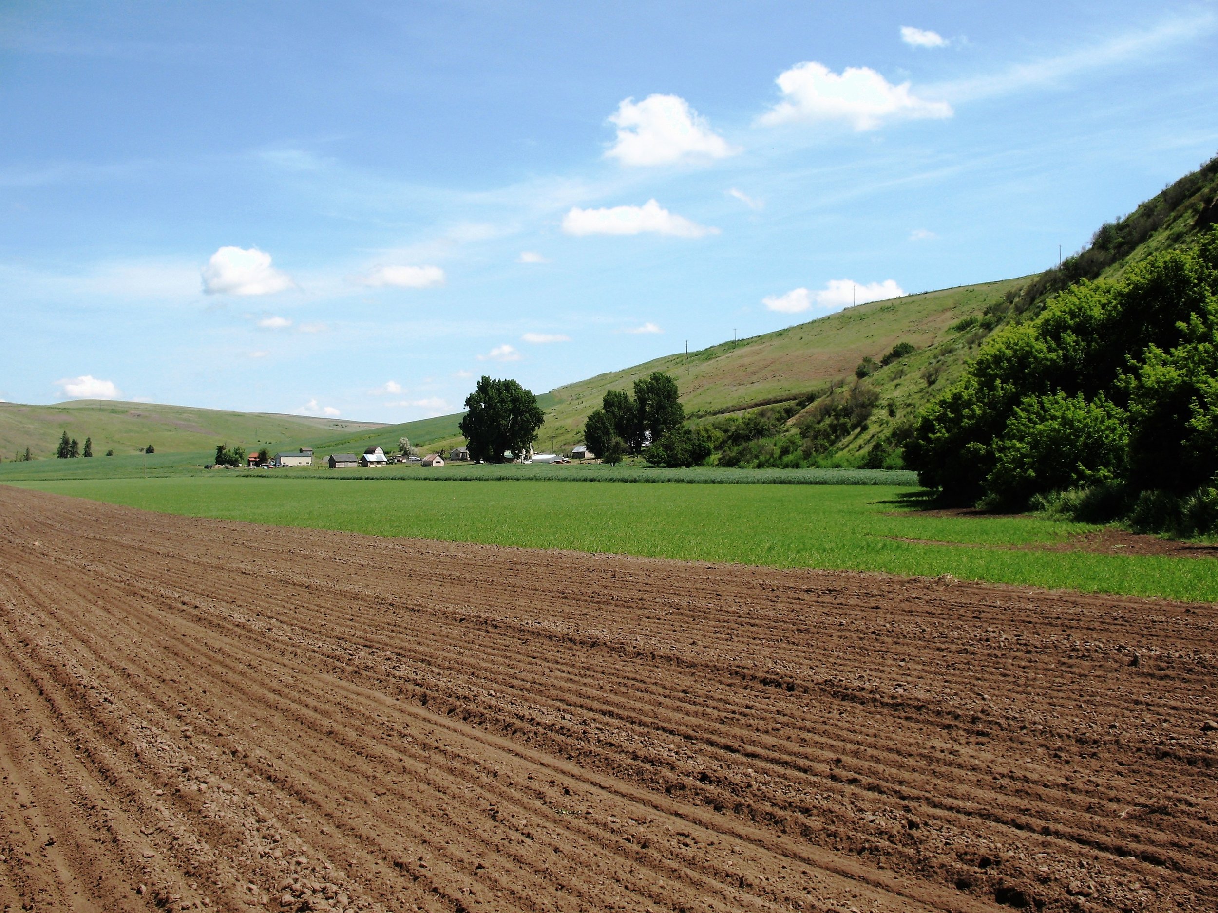 weeded ground, spring, winter grains farmhouse backround.JPG