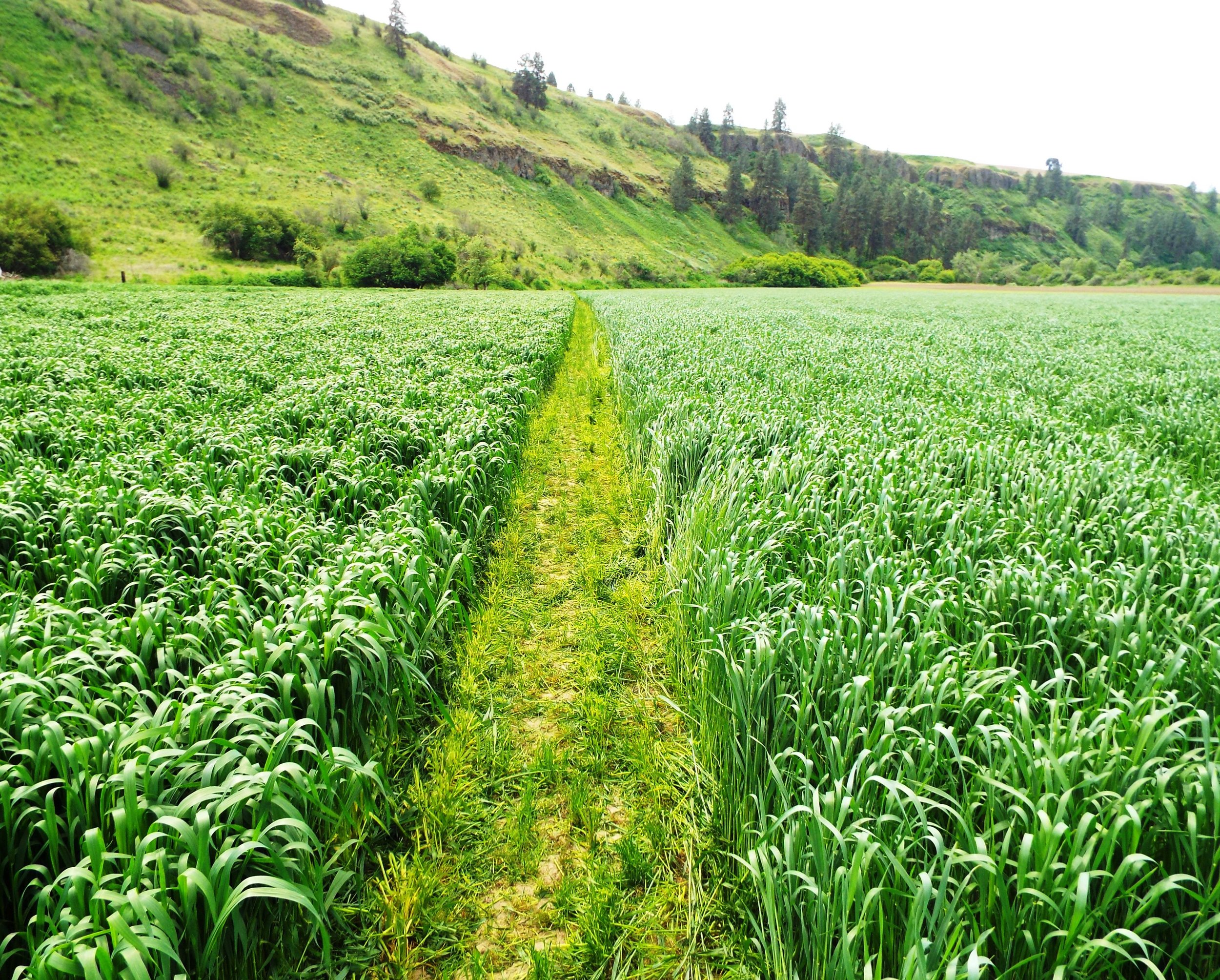 turkey red on right, lammas on left.JPG