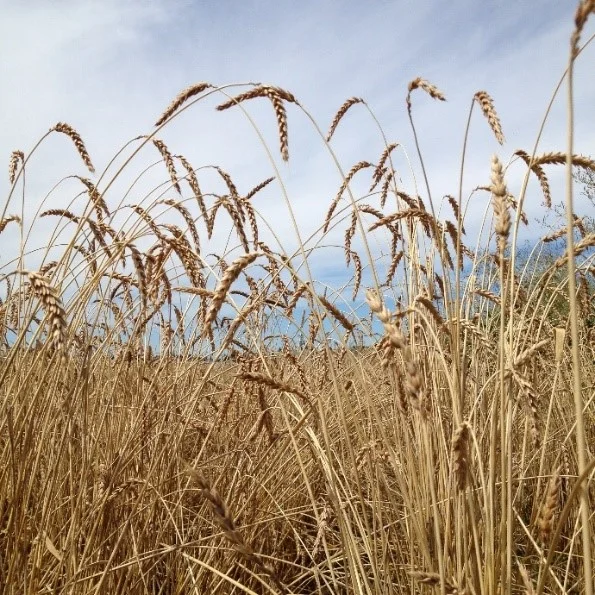 “Hudson Bay” White Lammas Wheat