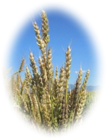 Farro Wheat