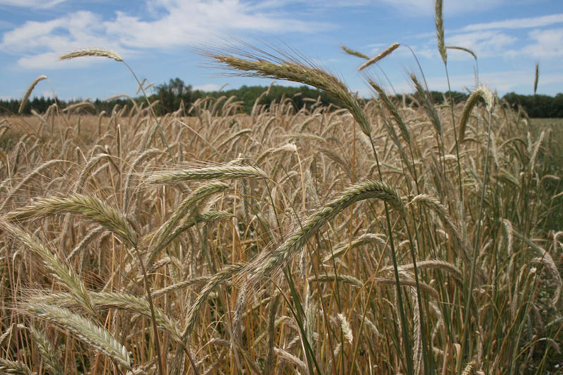 Ripe wheat on Camas Country Mill in Central Oregon, Courtesy Tom Hunton and modernfarmer.com