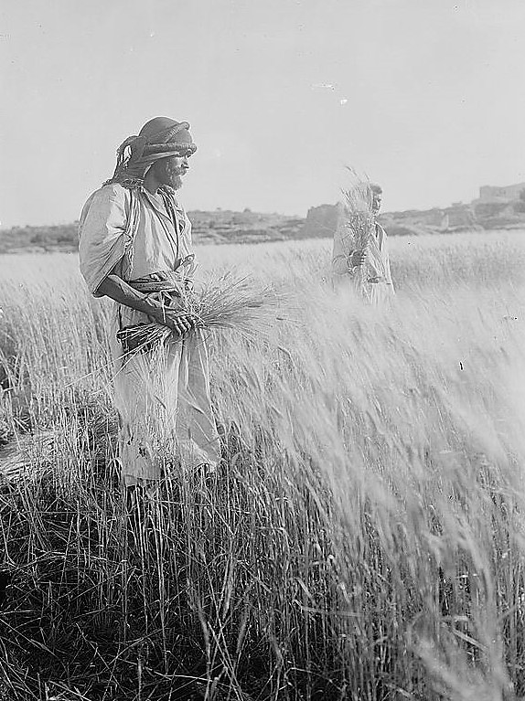 Attributed to G. Eric Matson, In the Field of Boaz near Bethlehem (c. 1930); Glass negative, 5 x 7 inches; G. Eric and Edith Matson Photograph Collection, Prints and Photographs Division, Library of Congress