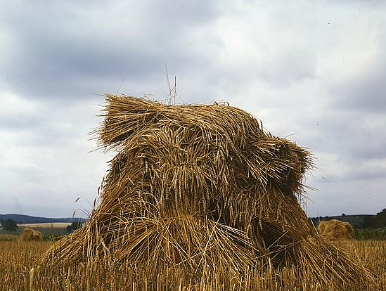 John Collier, Wheat Shocks in Pennsylvania (1939)