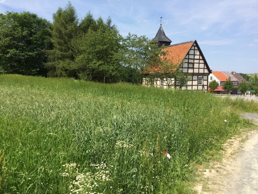 Hessenpark Heritage Grain Plots (left to right): Einkorn, Spelt, Emmer