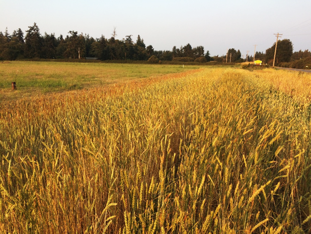 Early American Heritage Grain Plots; George Washington Inn, Port Angeles