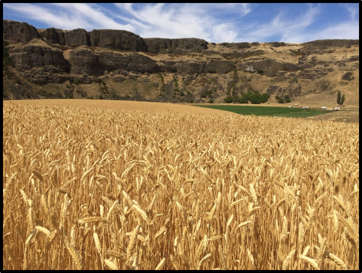 Palouse Heritage Red Russian Wheat; Delong Palouse River Ranch