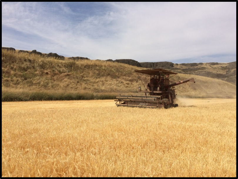 Harvesting Palouse Heritage Scots Bere Barley at Delong’s