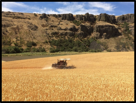 Joe navigating through a sea of Palouse Heritage wheat at DeLong Ranch (2017)