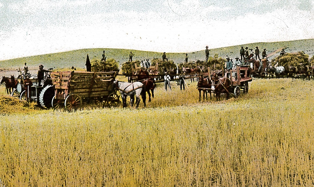 A Northwest Harvest Scene Postcard, c. 1910, Palouse Heritage Collection