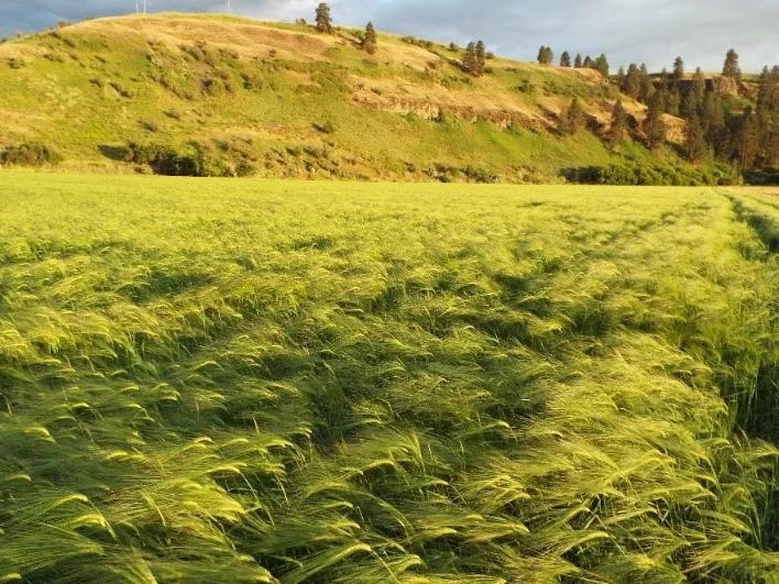 Palouse Colony Farm Scots Bere (July, 2018)