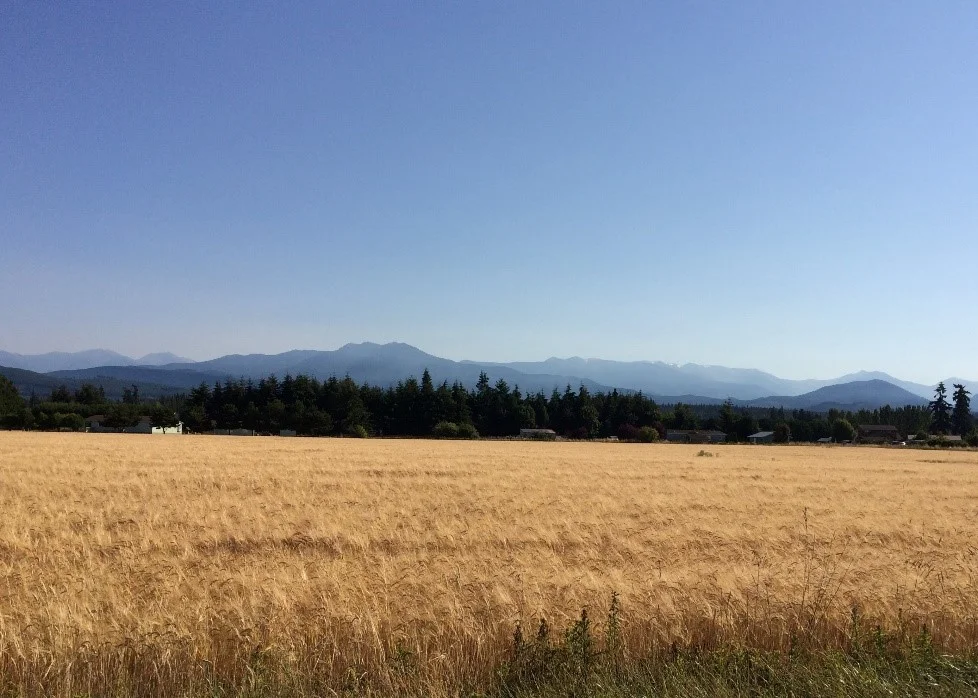 Barley Field near Sequim on Washington’s Olympic Peninsula (2018)