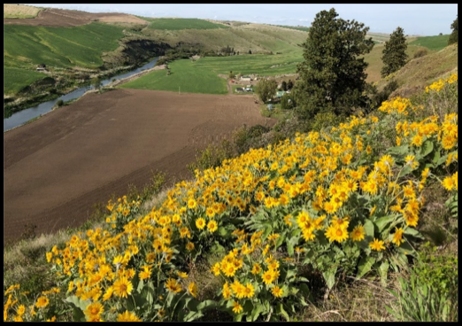 Arrowhead Balsamroot overlooking Palouse Colony Farm