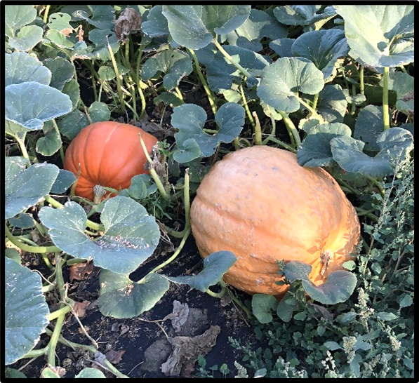 Giant Pumpkins