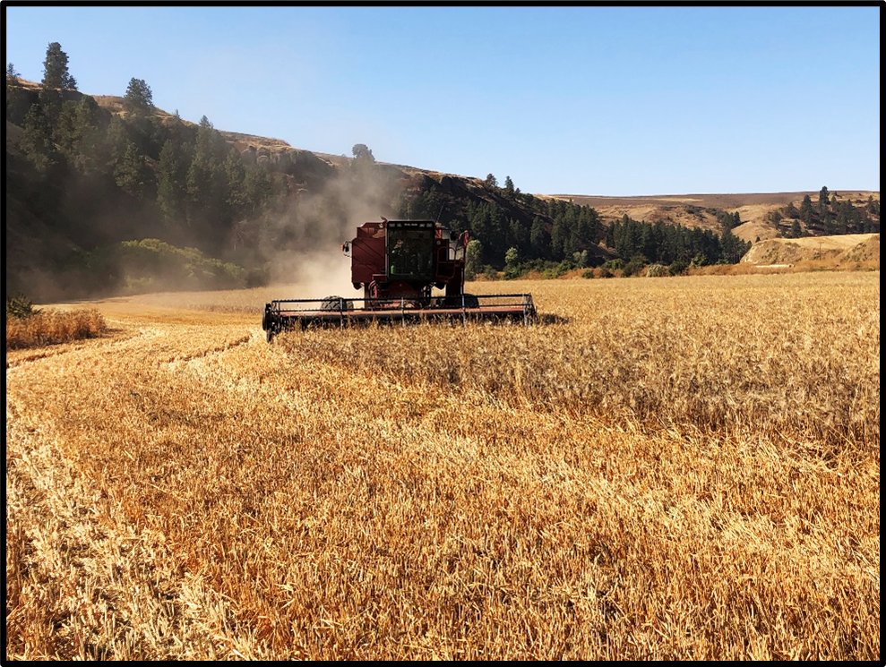 Purple Egyptian Barley