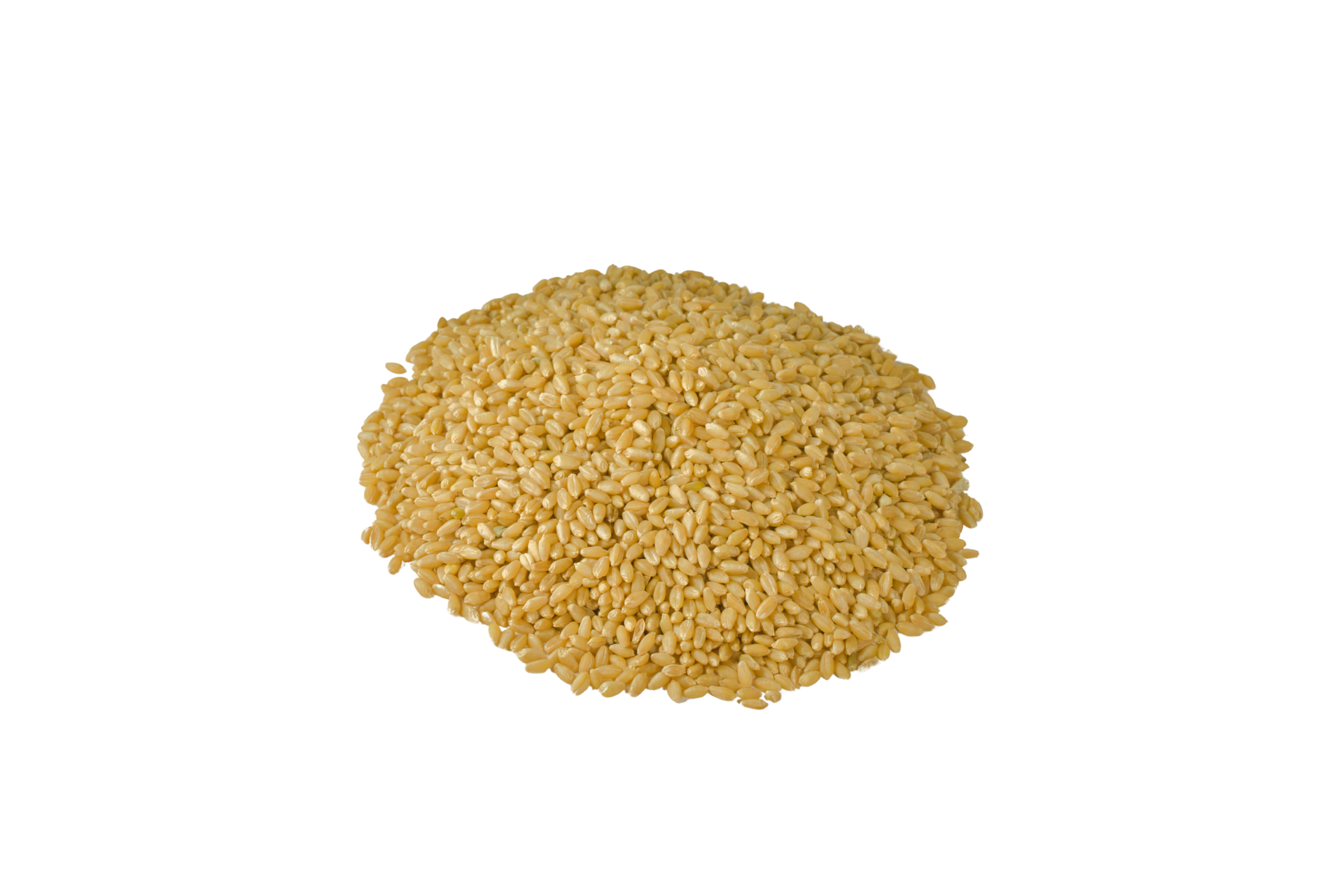 Amber-Eden-Grain.png