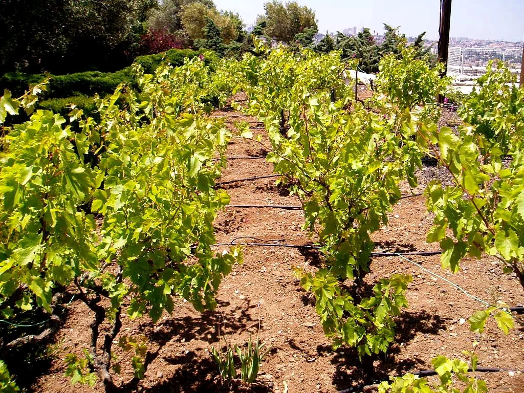 The Persistence of Hope