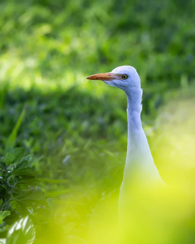 Canon 6d with the Canon 400 mm f/5.6 1/640 second, f/5.6, ISO 500