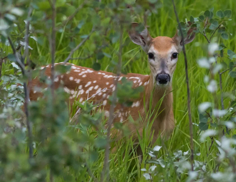 Canon 7d mark ii Canon 400 mm f.5/6 Focal Length: 400 mm Shutter Speed: 1/640 sec Aperture: f/5.6 ISO: 3200