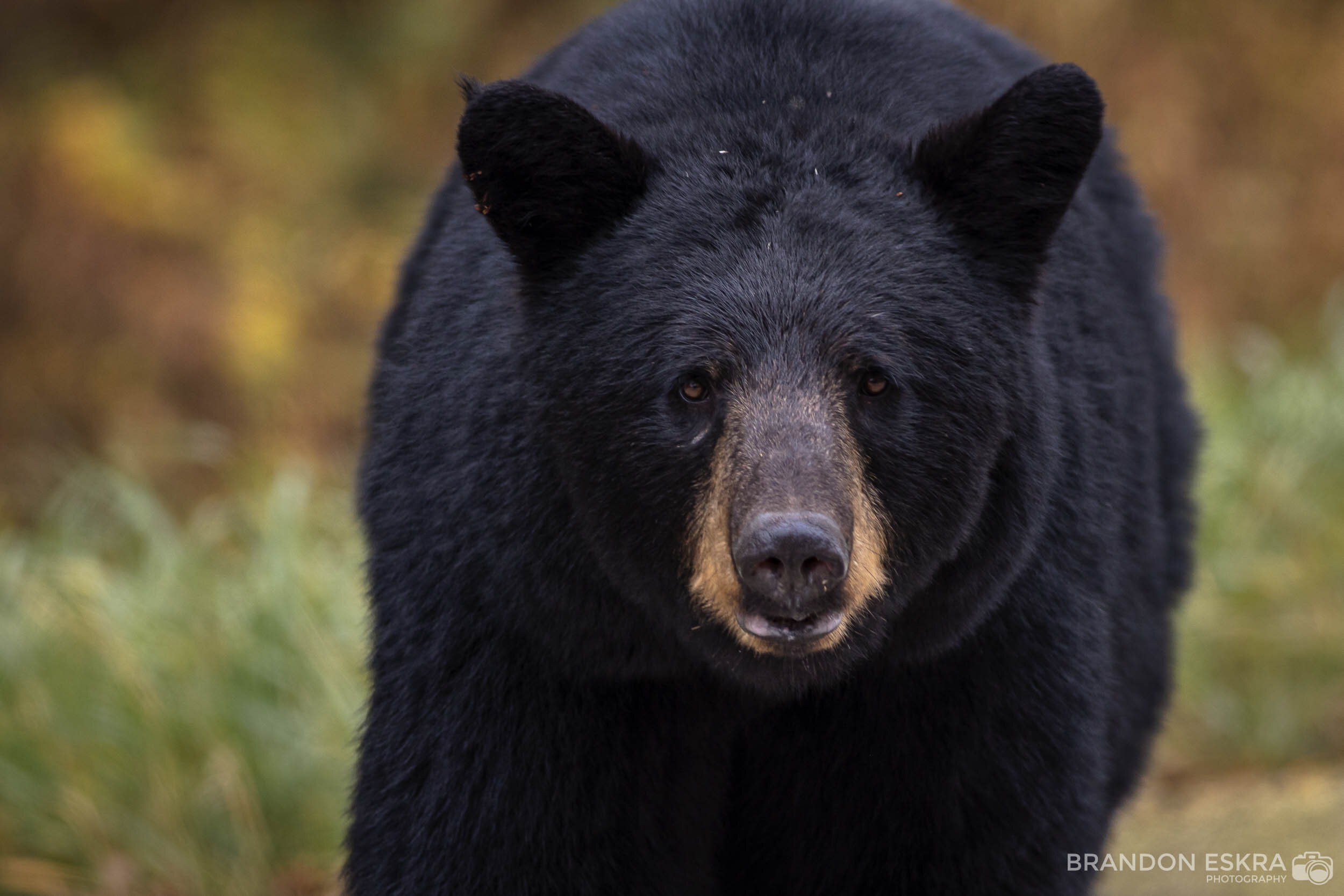 Black Bear