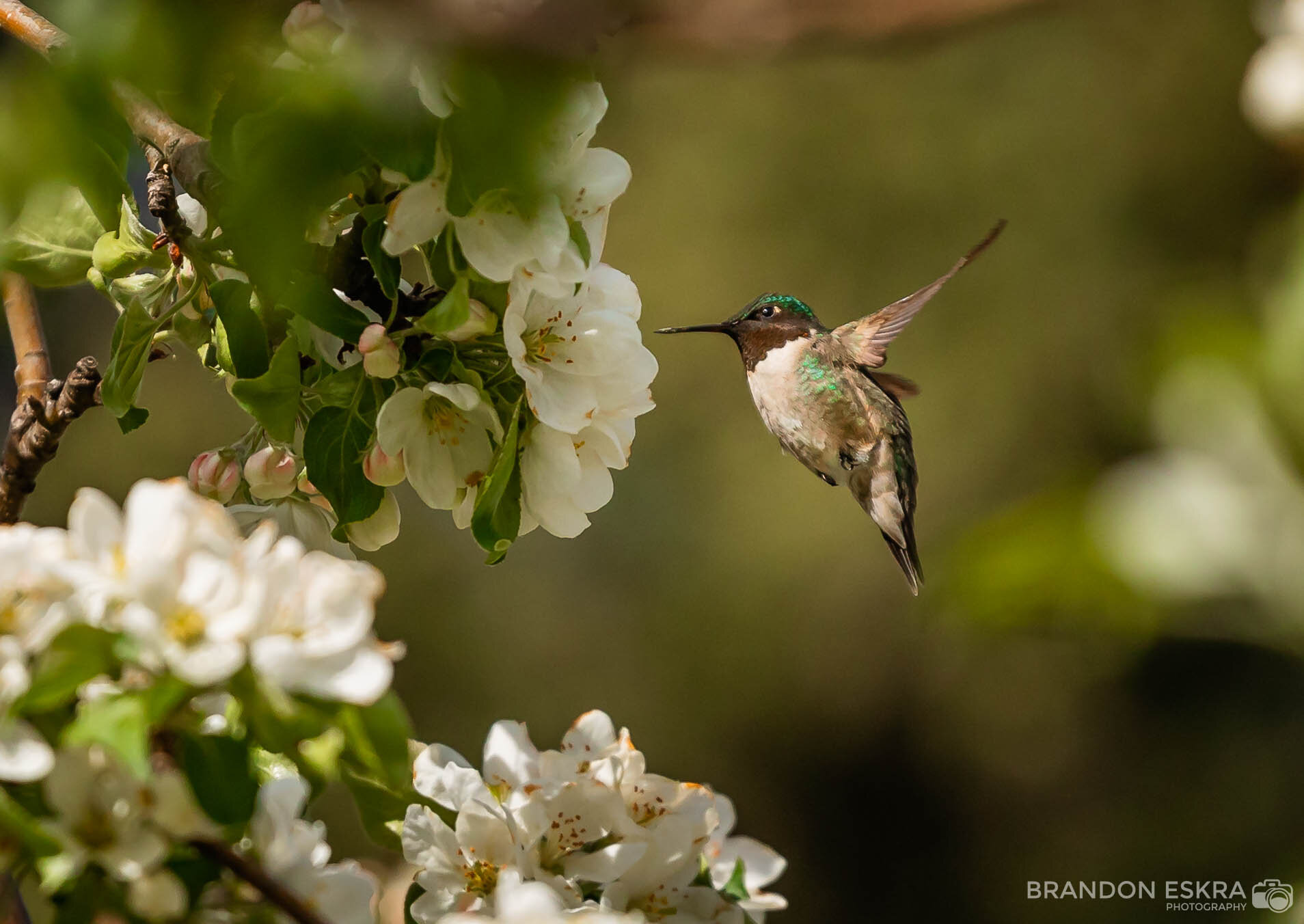Ruby-Throated Hummingbird