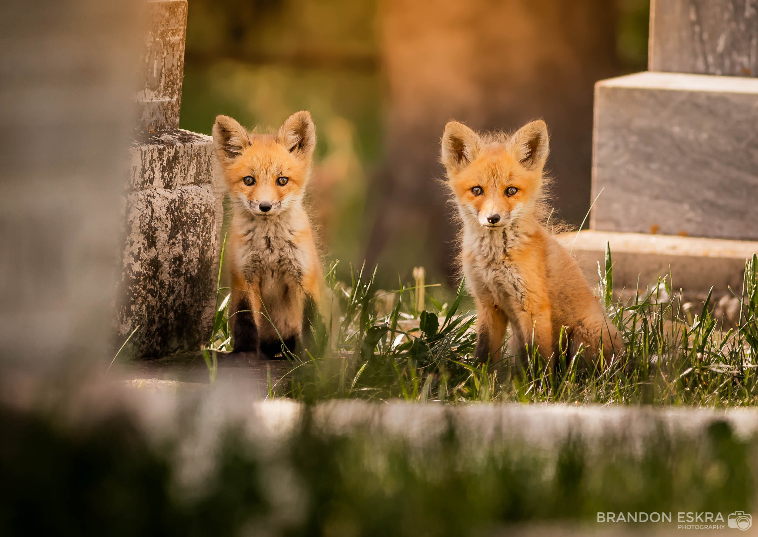 Red Fox Kits