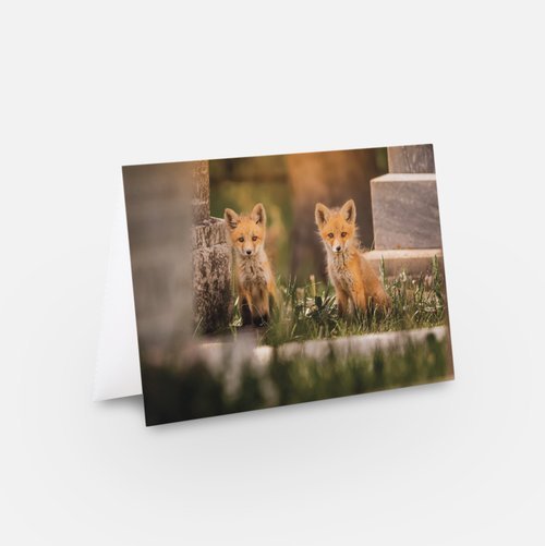 Fox Kits Greeting Card
