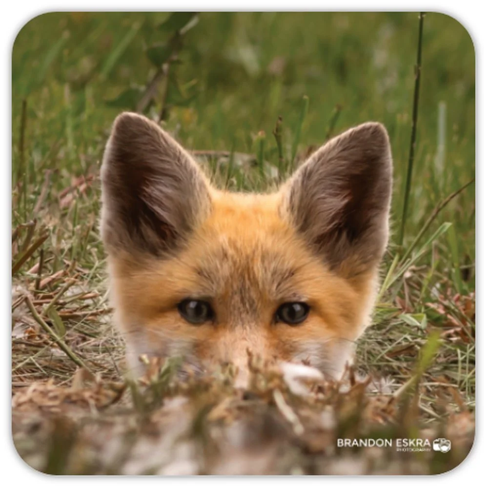 fox kit coaster.jfif