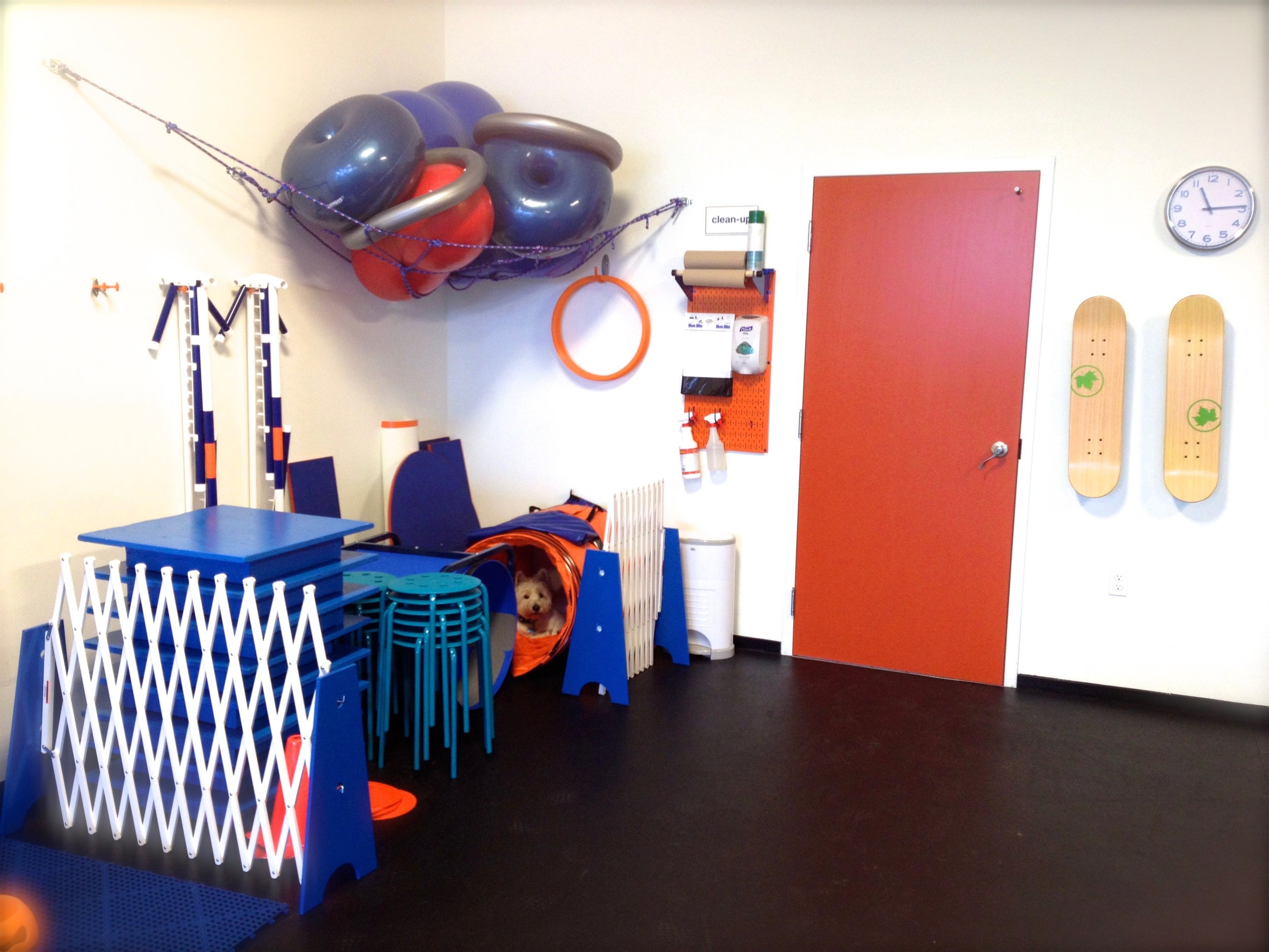 Can you spot Don-Don? This is one of his favorite nap spots at work: inside the folded agility tunnel!