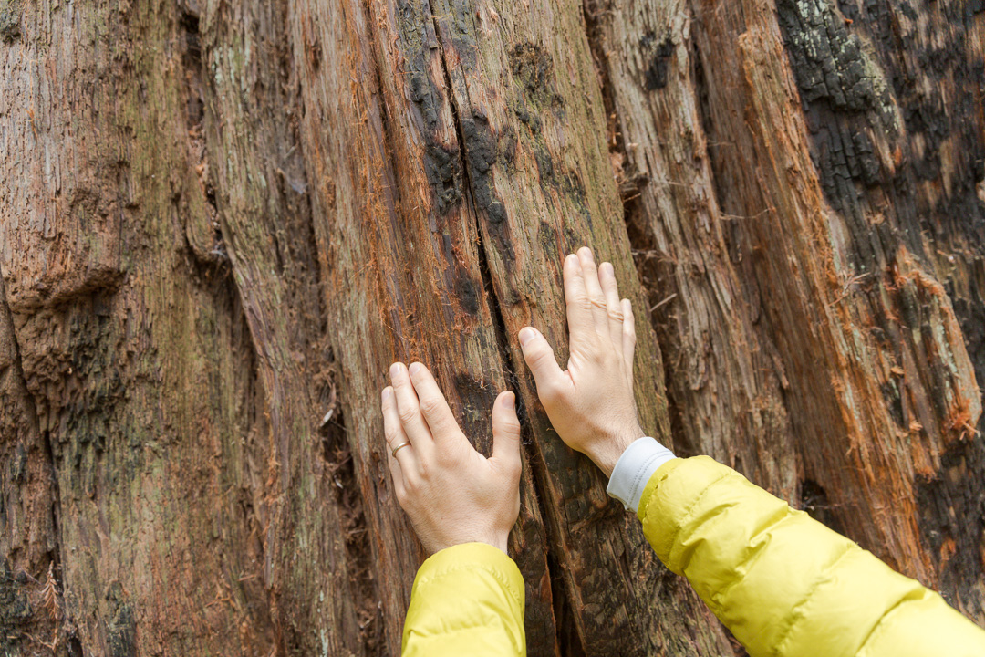 Montgomery Woods State Natural Reserve