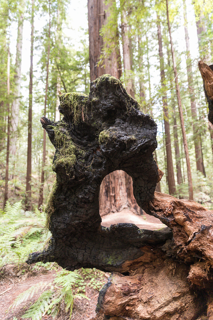 Montgomery Woods State Natural Reserve