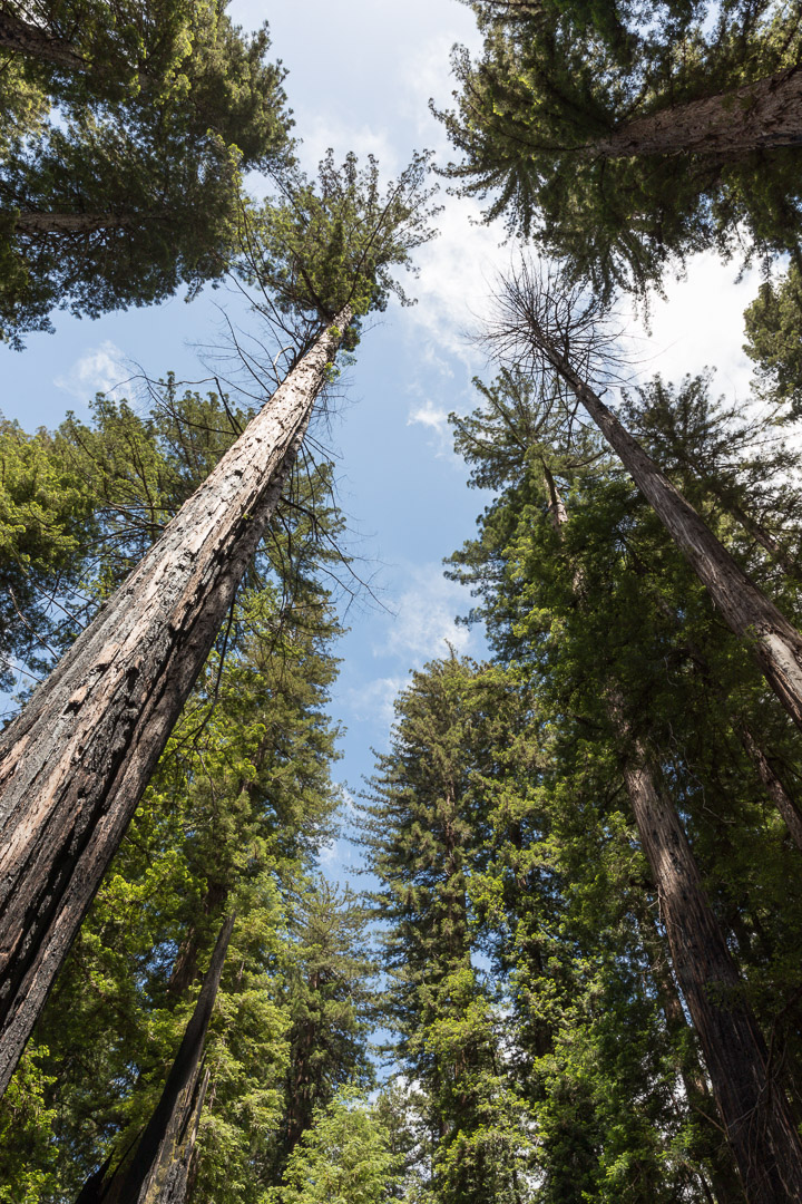 Montgomery Woods State Natural Reserve