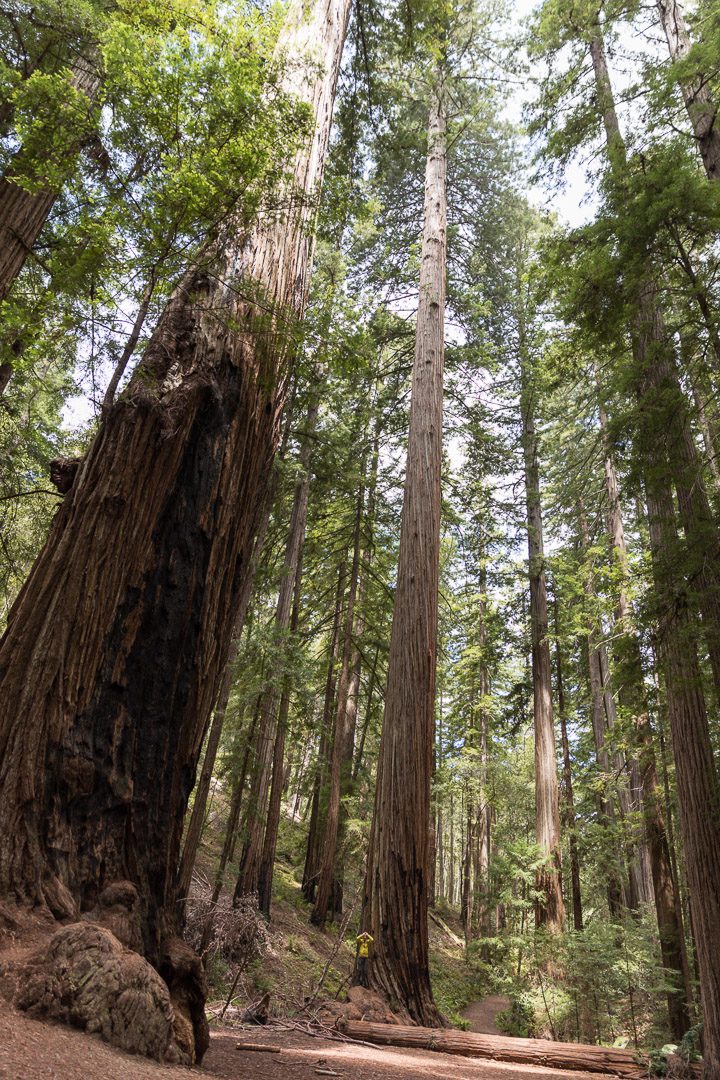 Montgomery Woods State Natural Reserve