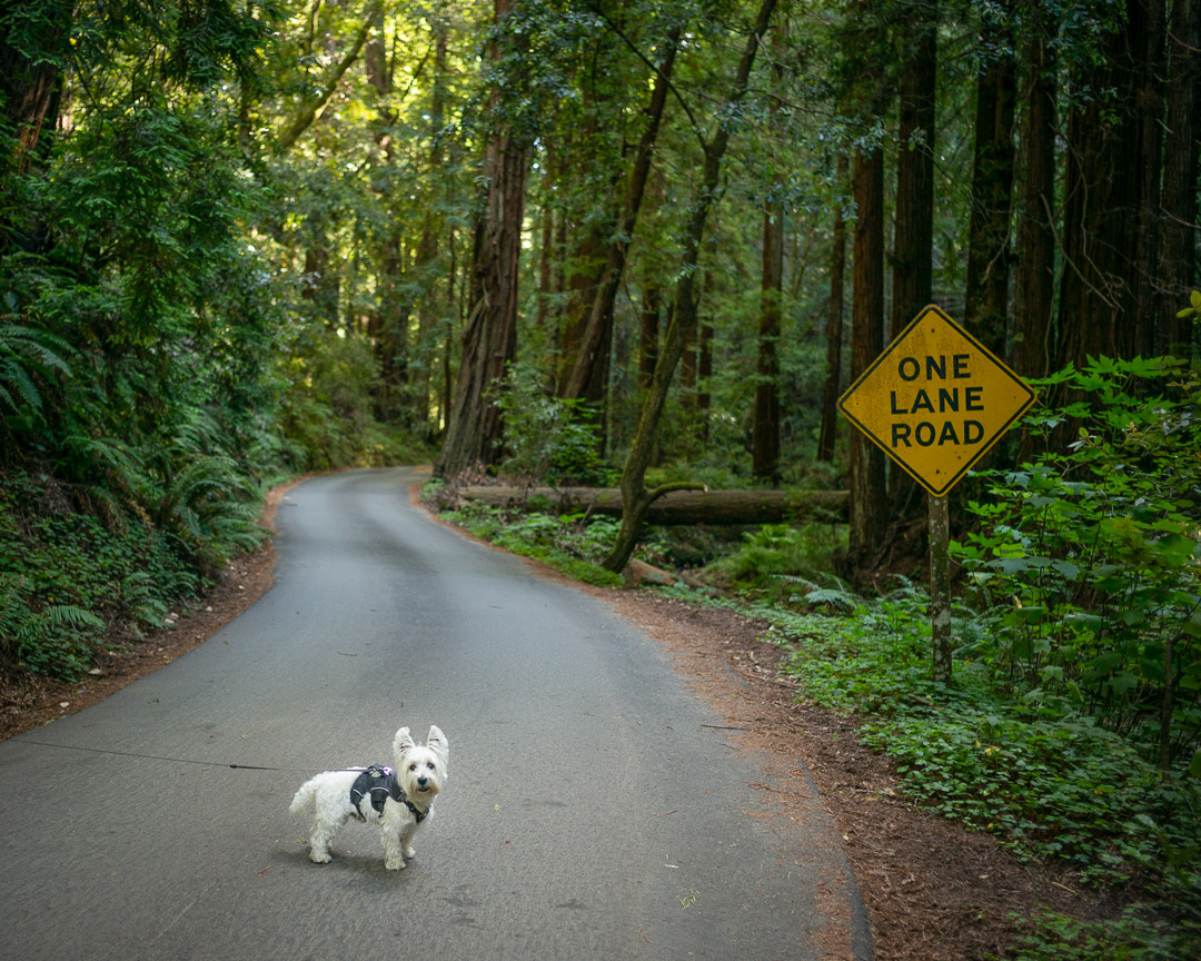 parked and looking for trail head