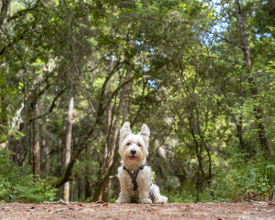 owning the trail!