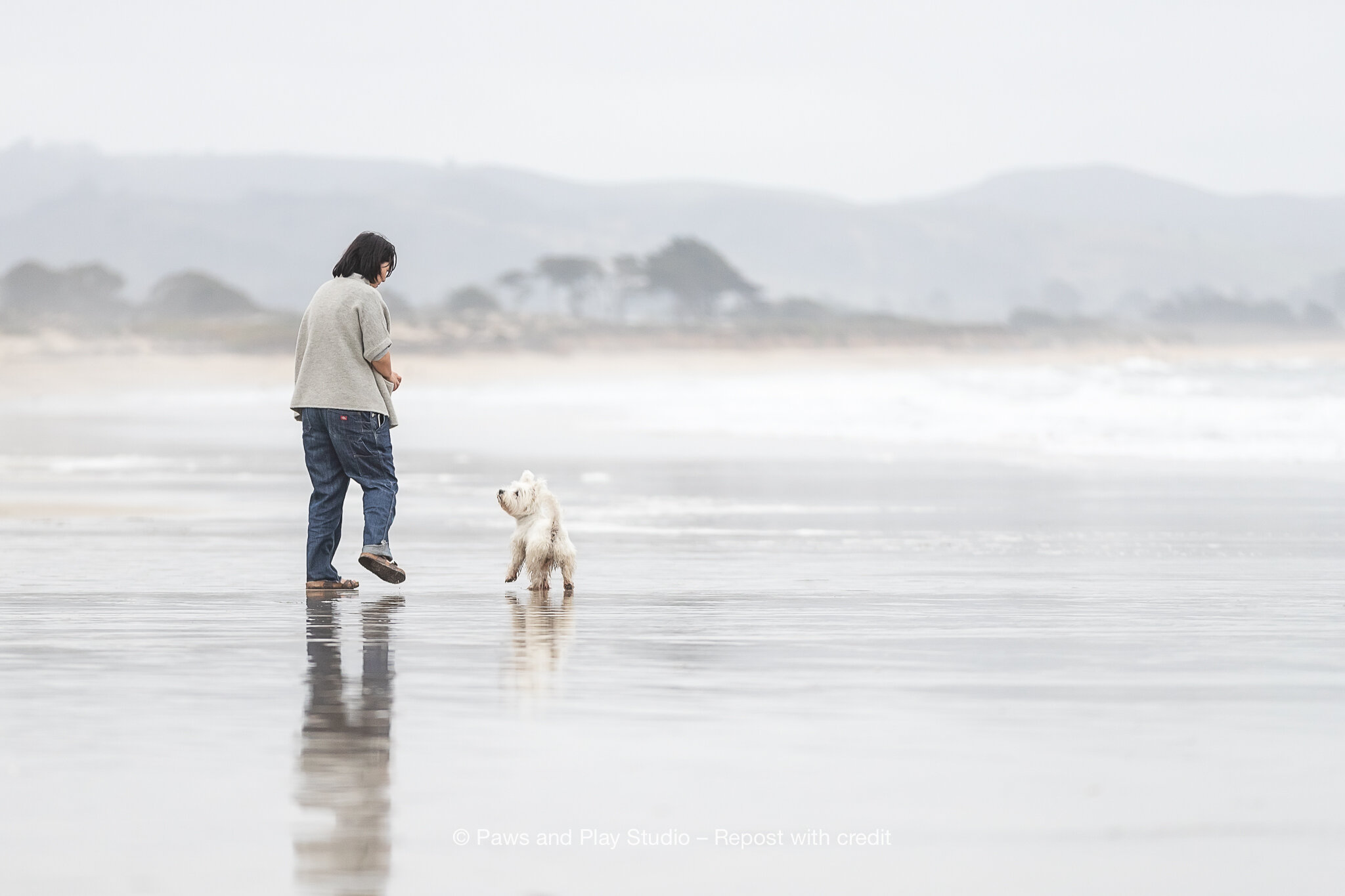 Bay-Area-Dog-Photography-3.jpg