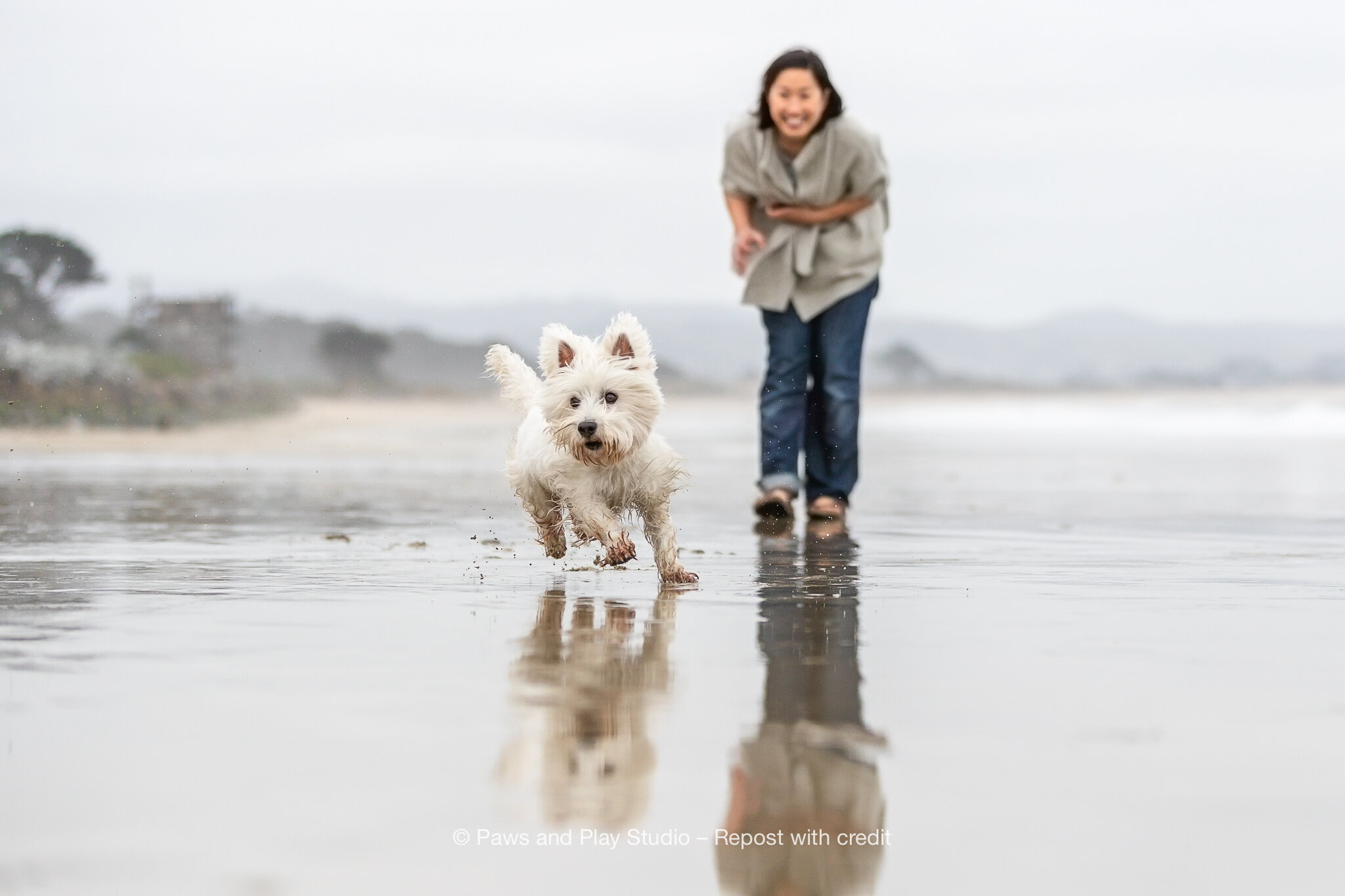 Bay-Area-Dog-Photography-4.jpg