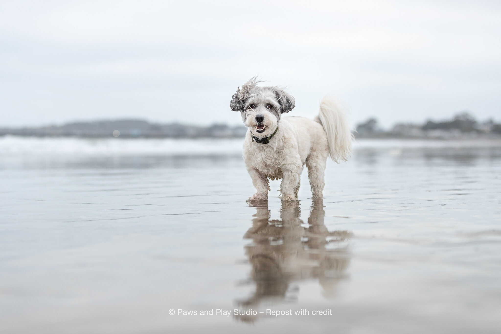 Bay-Area-Dog-Photography-7.jpg