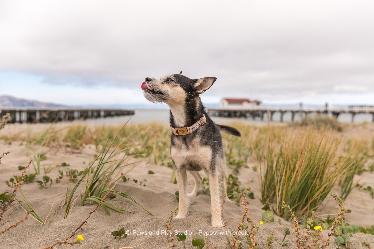 San-Francisco-Dog-Photographer-3.jpg